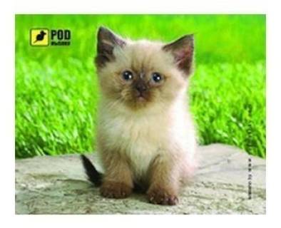 Игровая поверхность Pod Mishkou Сиамский котик
