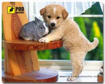 Игровая поверхность Pod Mishkou Щеночек