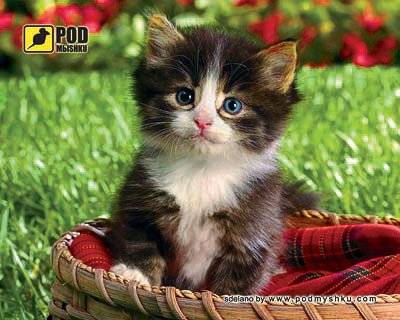 Игровая поверхность Pod Mishkou КОТЕНОК В КОРЗИНЕ